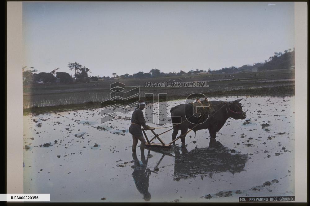 Stirring the paddy field