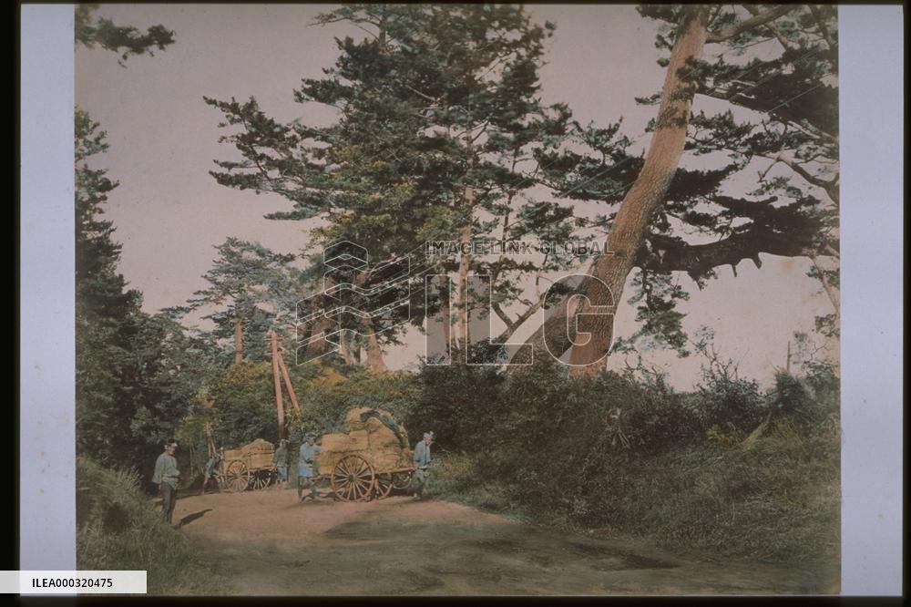 A row of pine trees along the Tokaido Road