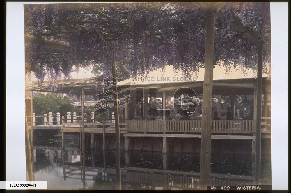 A teahouse with a wisteria trellis