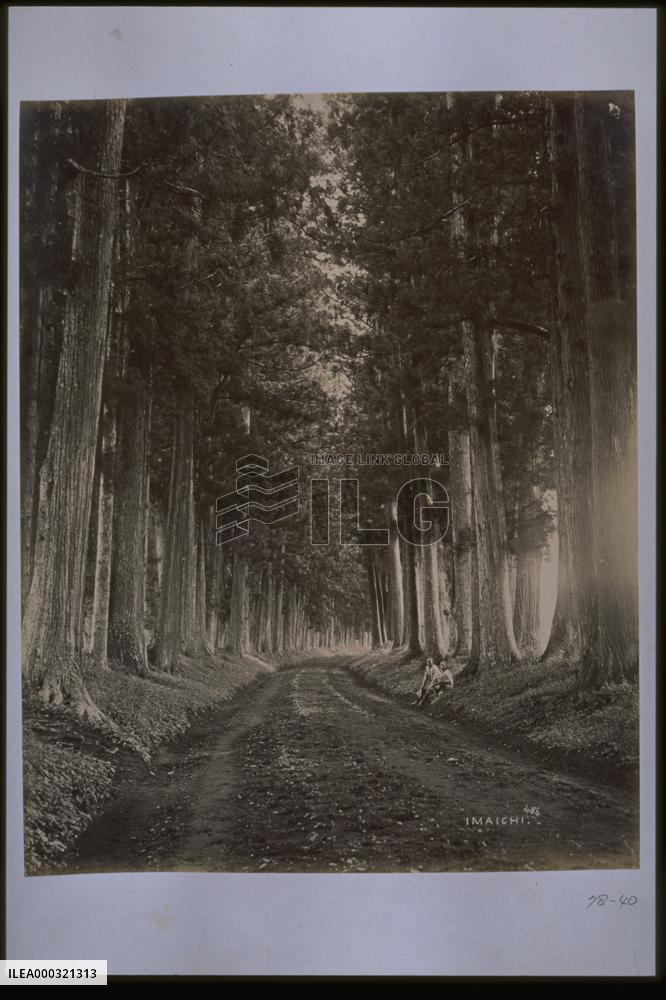 A row of Japanese cedar trees along the Nikko Road
