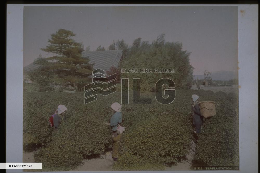 Tea picking