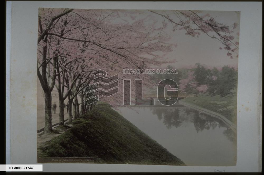 Cherry trees in Akasaka