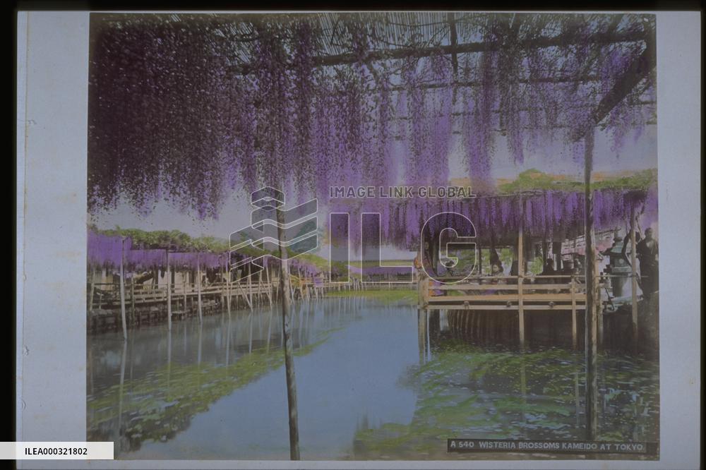 A wisteria trellis at Kameido Shrine