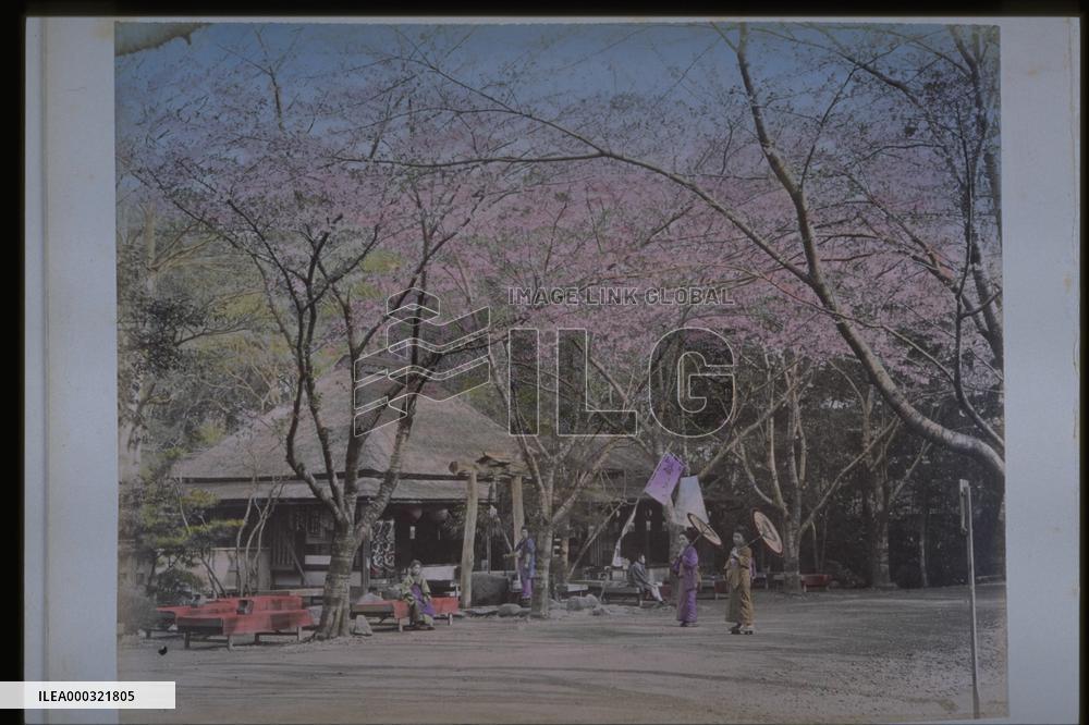 Cherry trees at Ueno Park