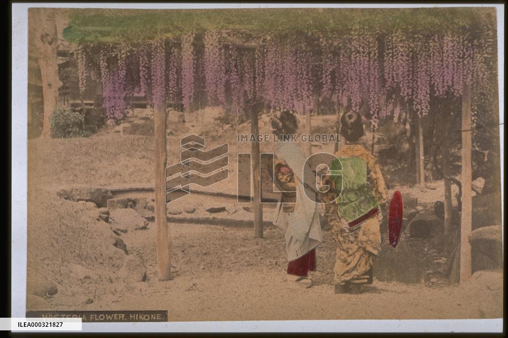 A wisteria trellis at Hikone