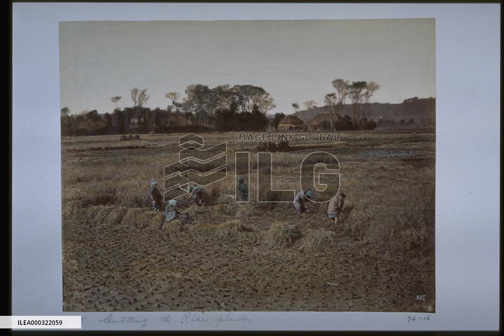 Harvesting rice