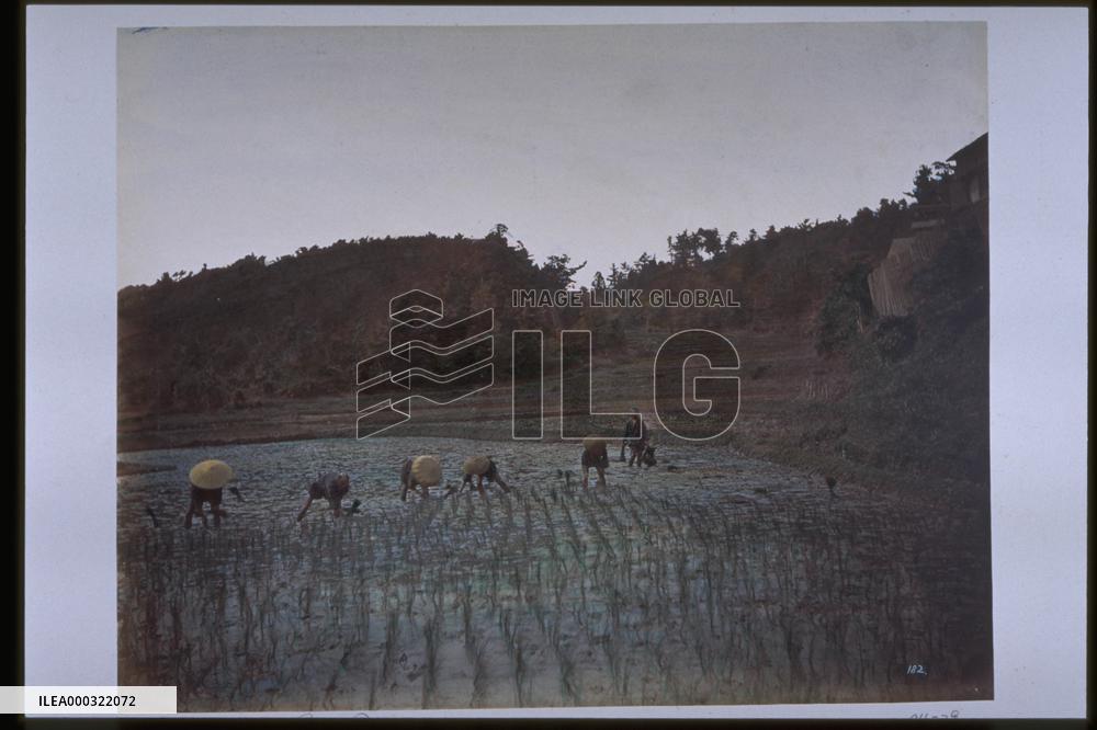 Rice planting