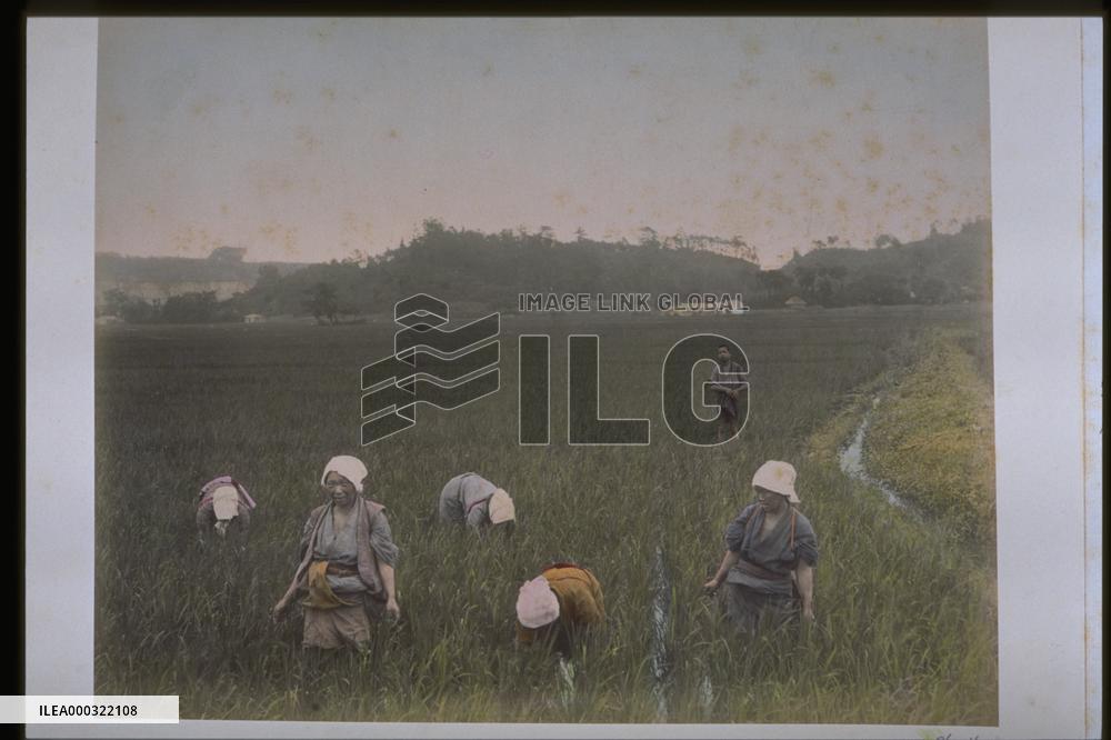 Weeding in a paddy field
