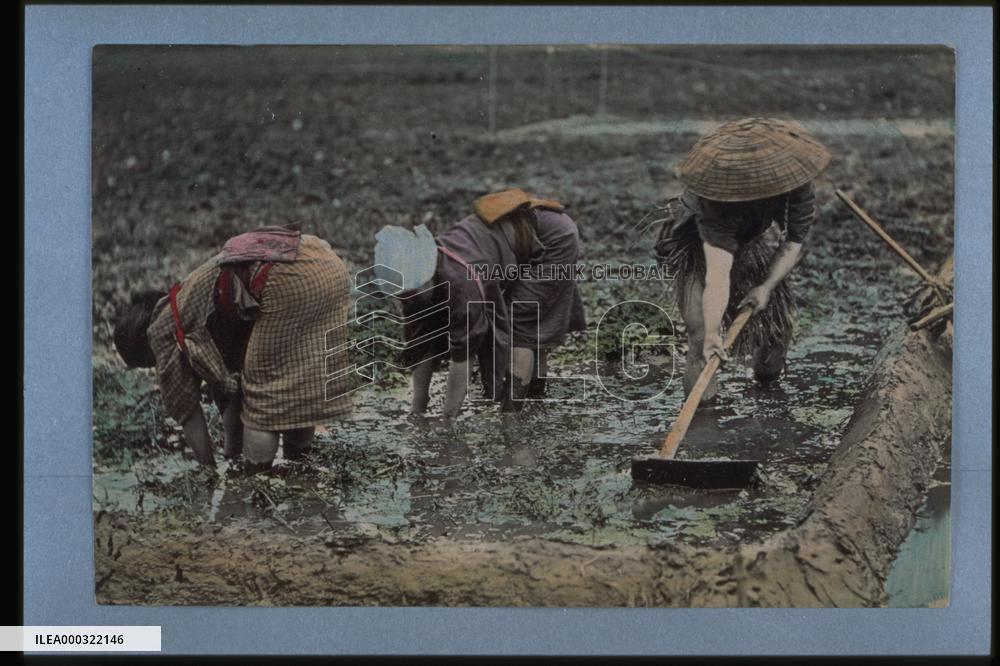 Stirring the paddy field