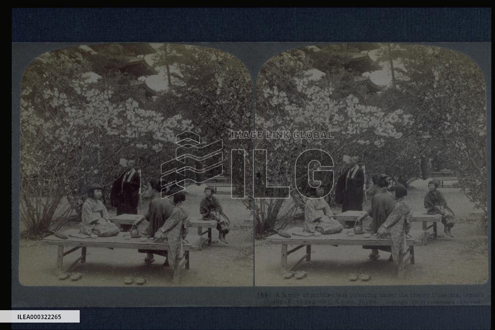 Seeing cherry blossoms in the Imperial Park