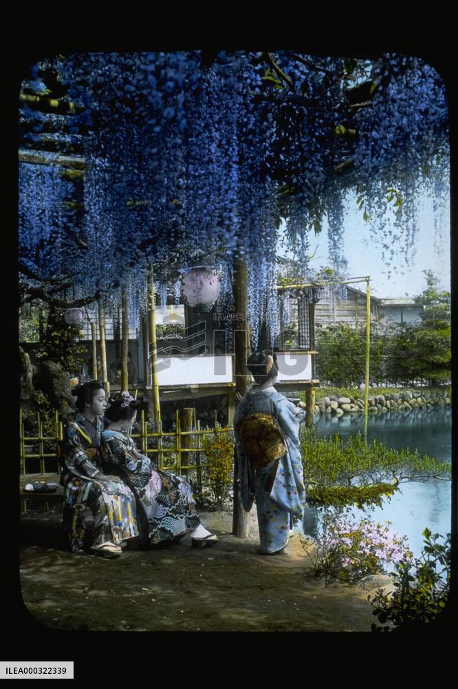 Wisteria trellis,Maebashi,the Nakasendo Road