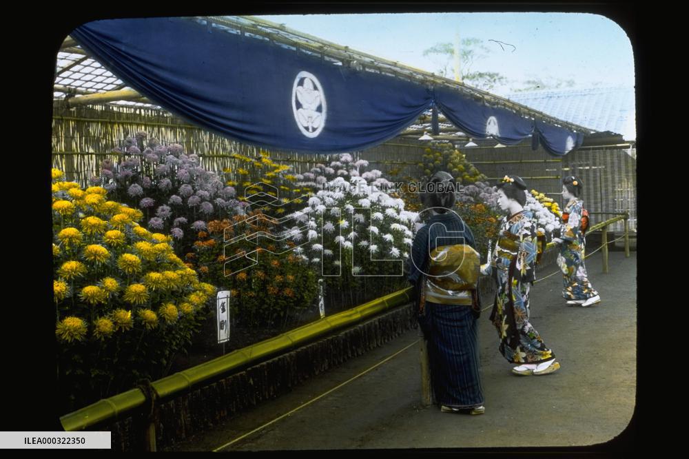 A chrysanthemem exhibition at Nozawa Garden
