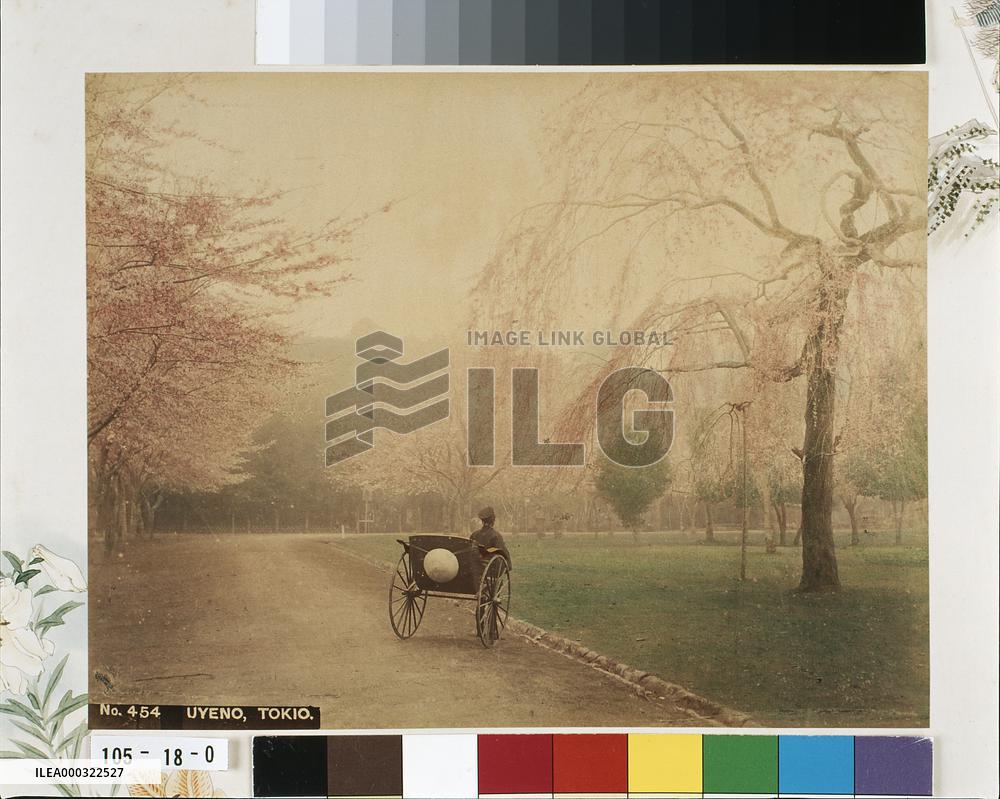 Cherry trees and jinrikishas,Ueno Park