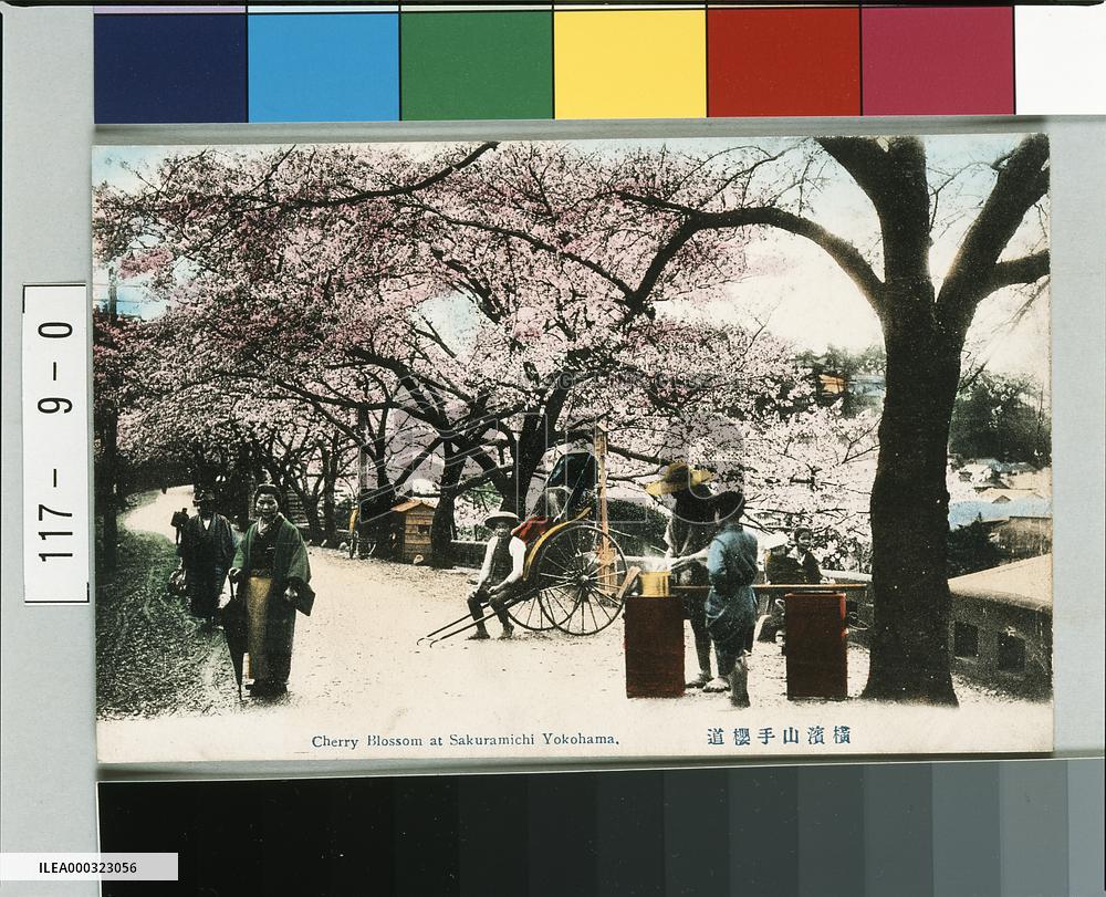 Cherry Blossom Road at Yokohama Yamate