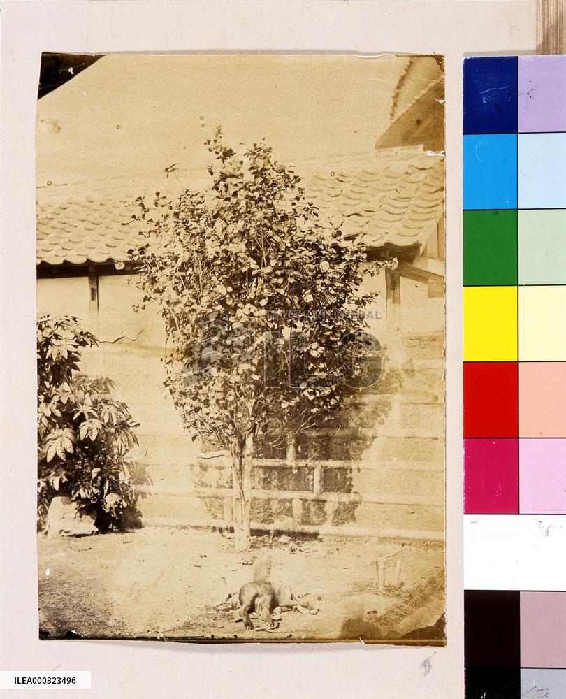 Camellia and Dog at Dejima