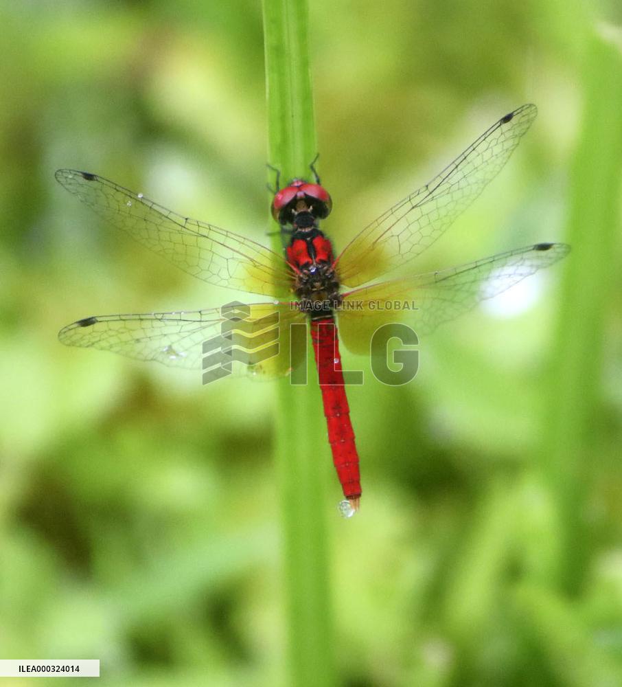 Smallest dragonfly in Japan