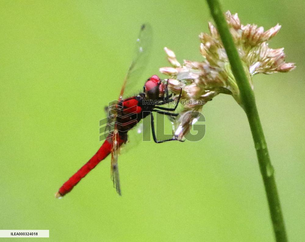 Smallest dragonfly in Japan