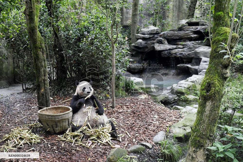 Panda center in China