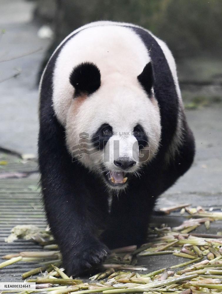 Panda center in China