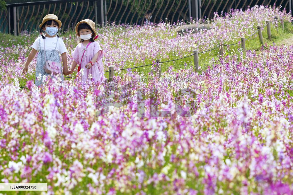 Linaria in full bloom at park in eastern Japan