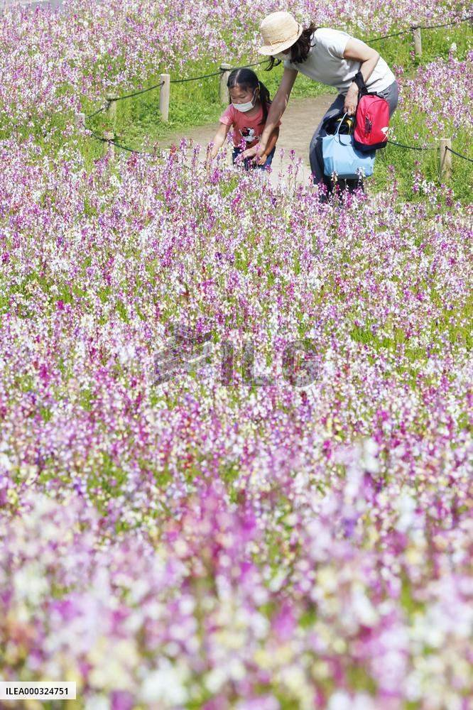 Linaria in full bloom at park in eastern Japan