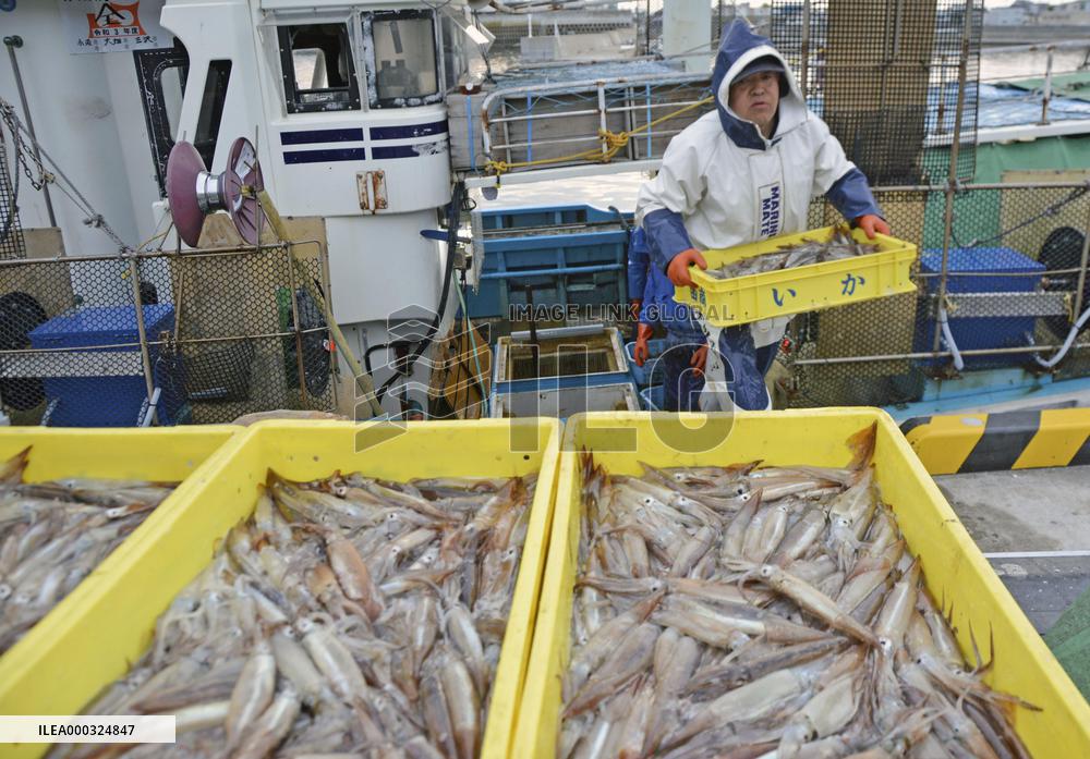 Squid season starts in northern Japan