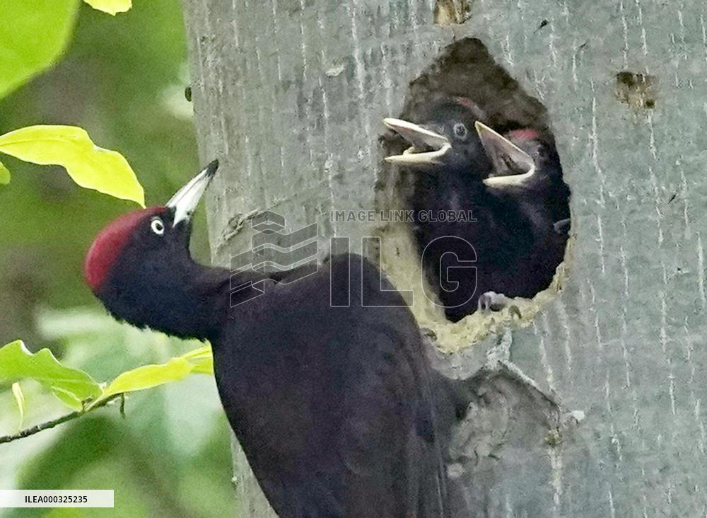 Black woodpecker in northern Japan forest