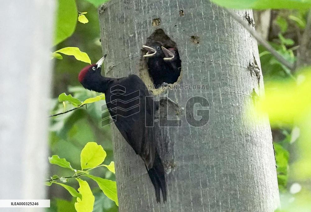 Black woodpecker in northern Japan forest