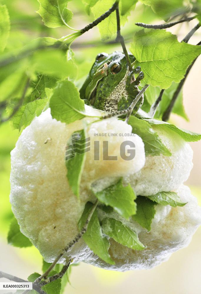 Forest green tree frog laying eggs