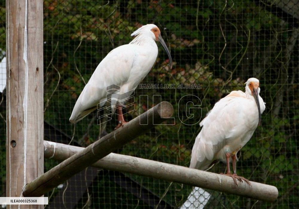 Crested ibises in Sado, Niigata Pref.