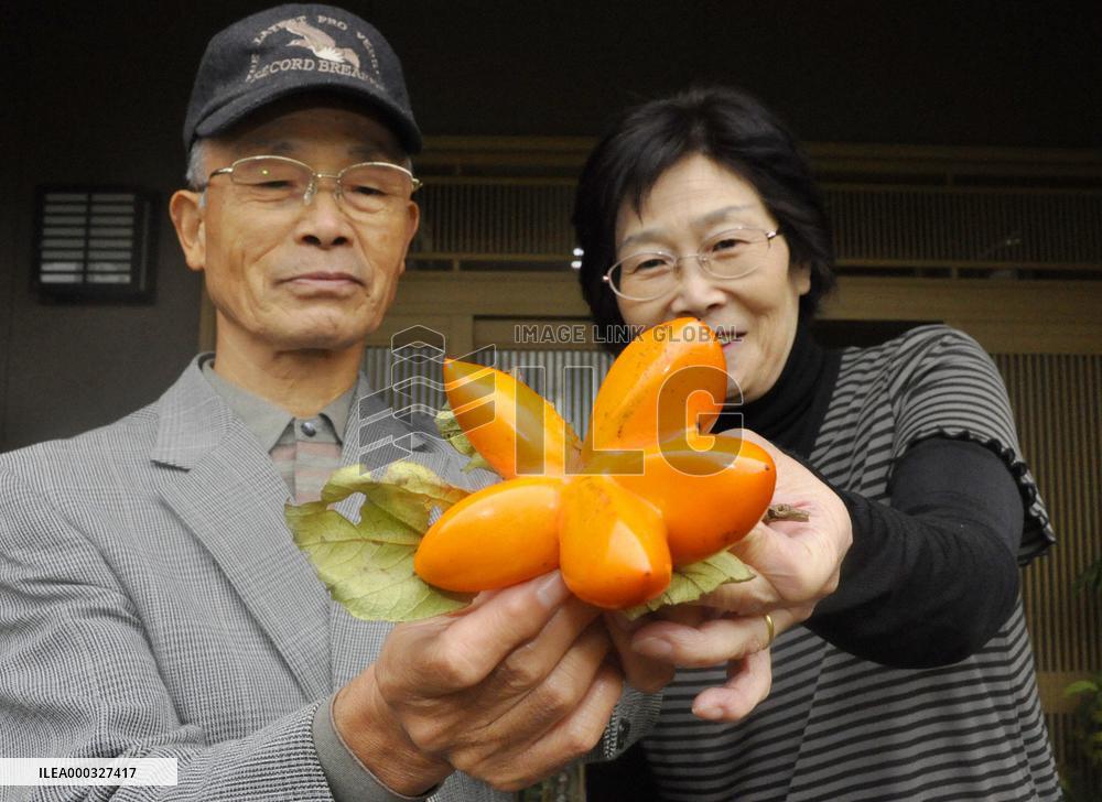 Unusual star-shaped persimmon found in Toyama