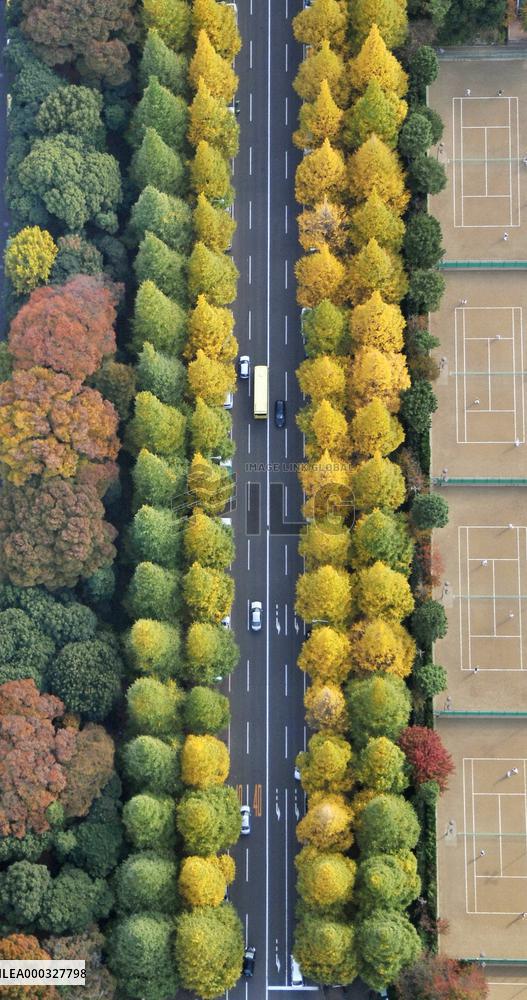 Ginkgo trees in autumn colors