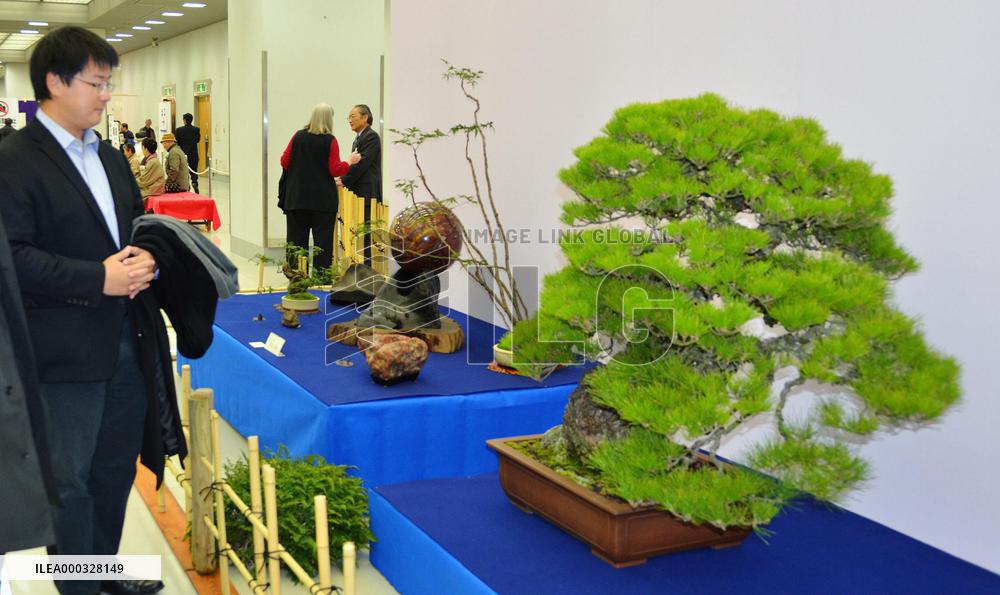 A-bomb surviving bonsai from Hiroshima
