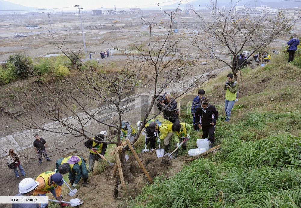 Cherry tree-planting project to remember tsunami