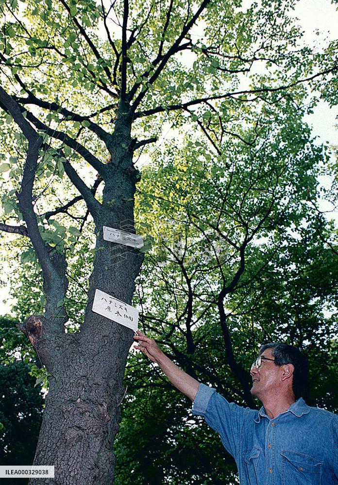 Flowering dogwood sent by U.S. government in 1915