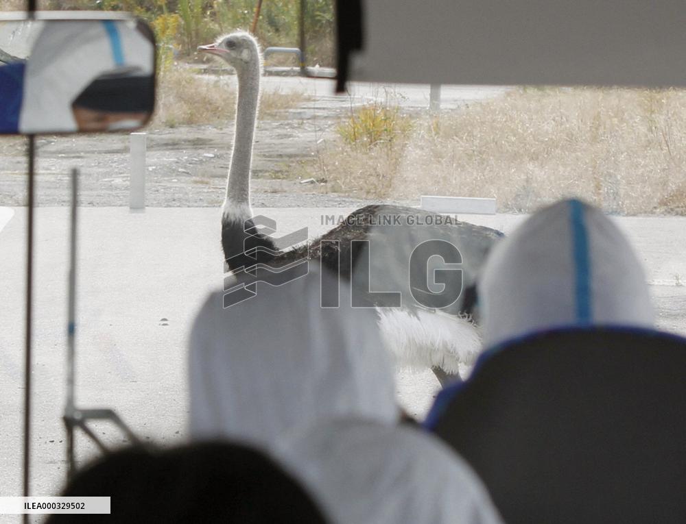 Ostrich near Fukushima nuclear plant