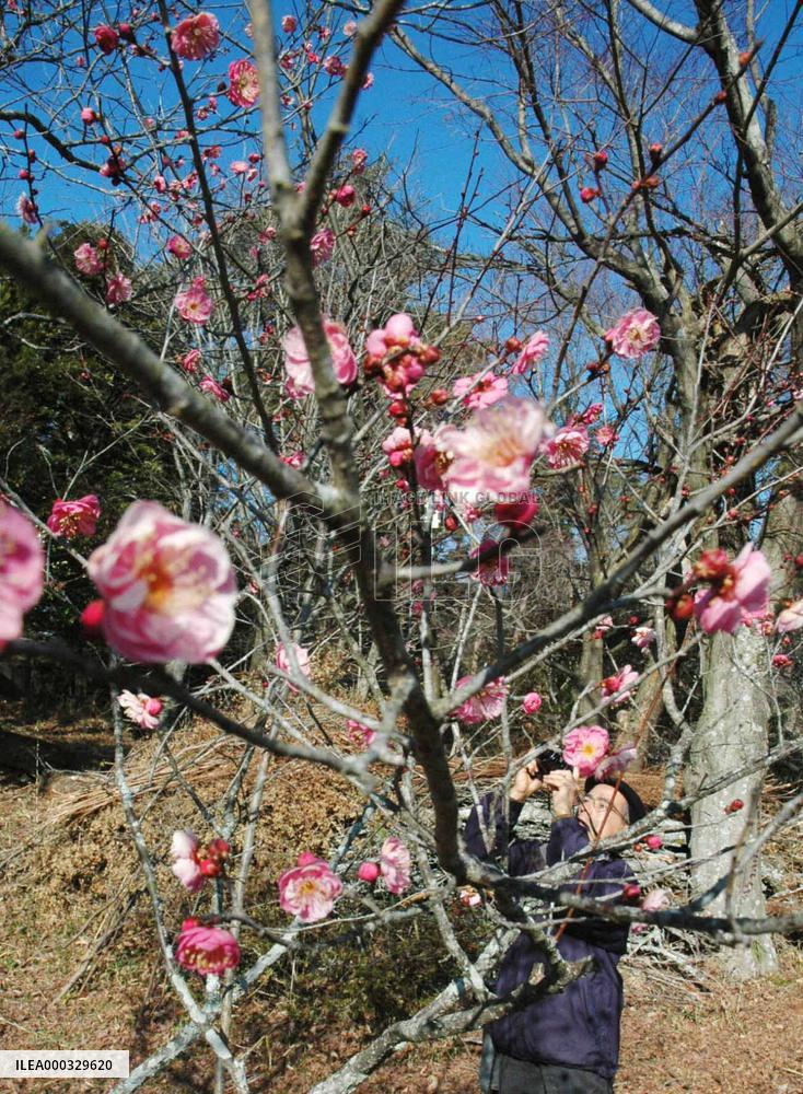 (CORRECTED) Plums bloom early in May-like weather