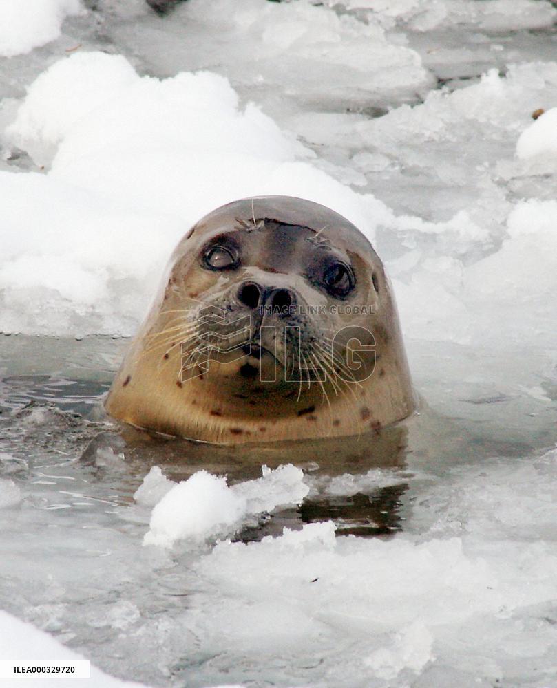 Seal greets visitors