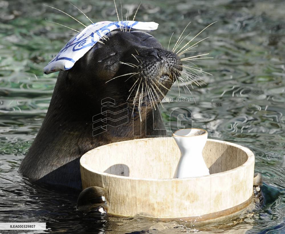 Baikal seal at aquarium in Hakone
