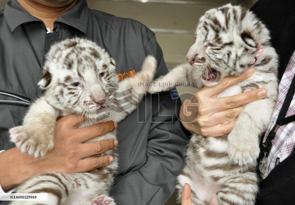 White tiger cubs at Kagoshima zoo