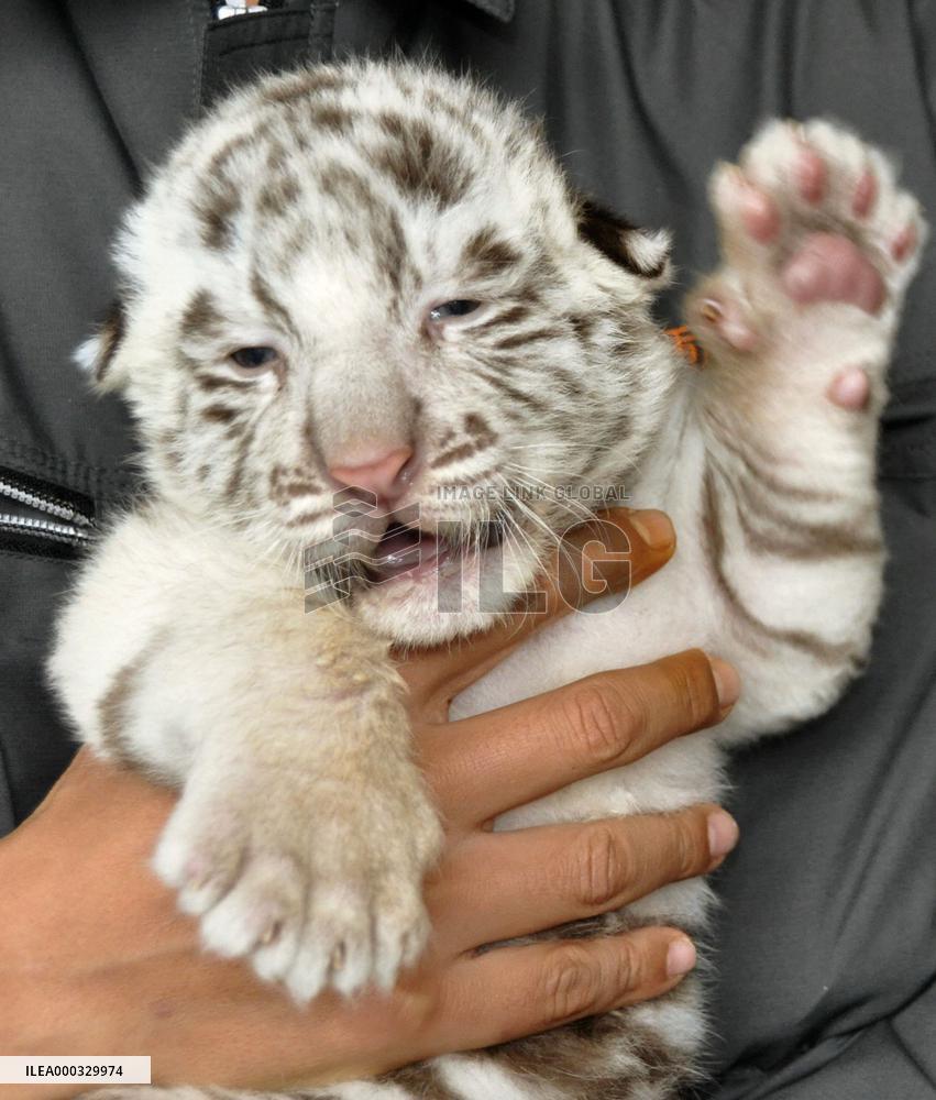 White tiger cubs at Kagoshima zoo