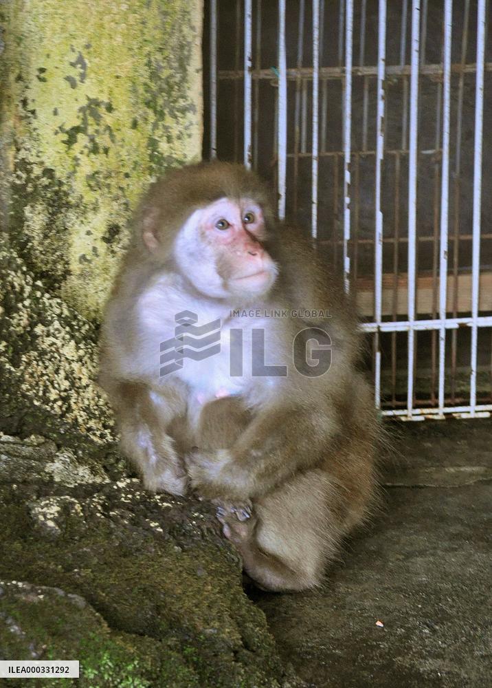 Violent monkey escapes