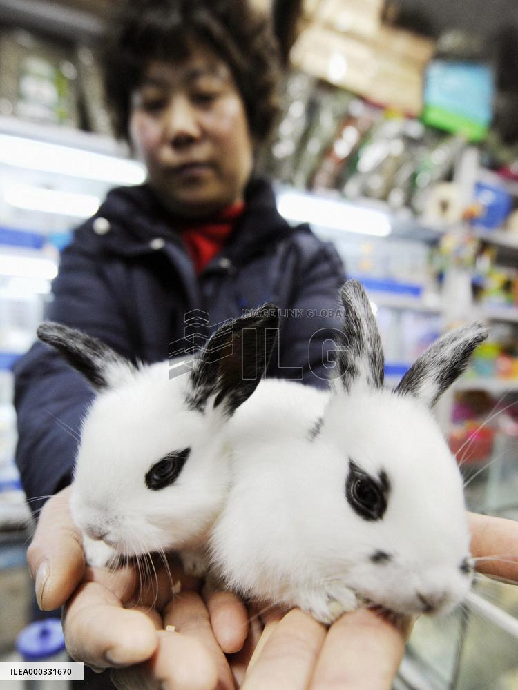 'Panda rabbit' popular in China