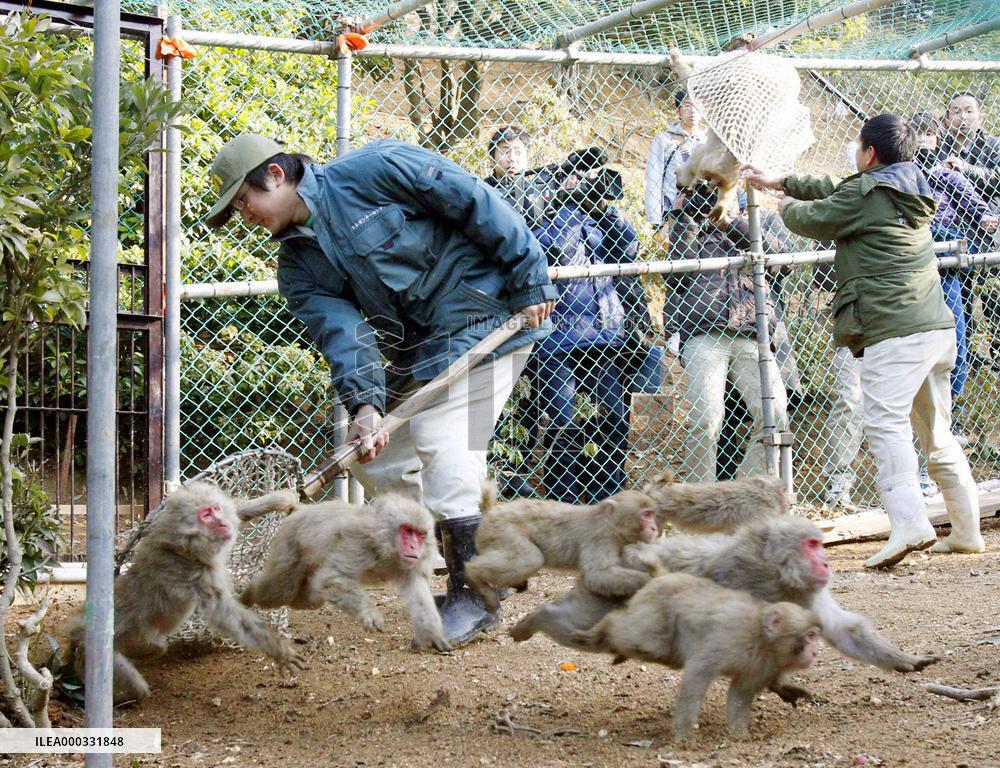 Monkeys in Hiroshima's Miyajima to be moved to Aichi Pref.