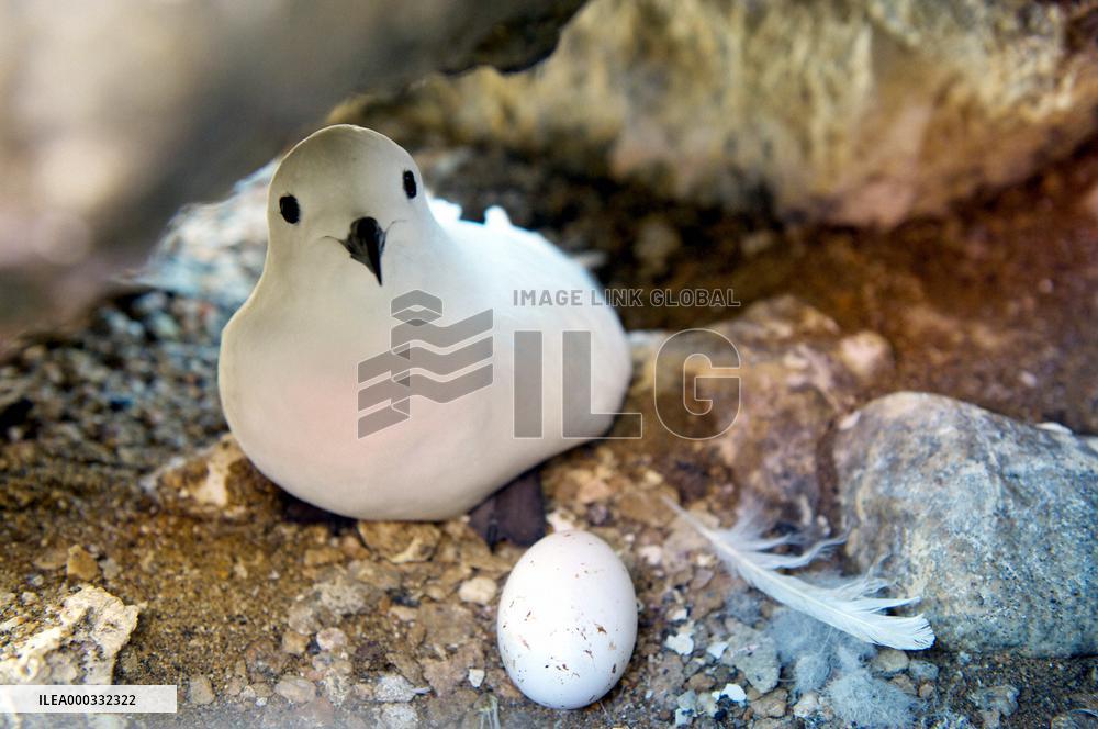 'Snow' bird broods in Antarctic