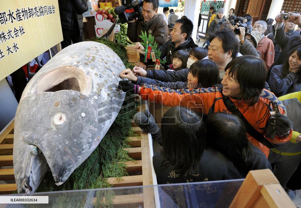Huge tuna dedicated at Nishinomiya Shrine