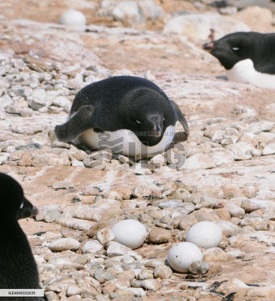 Adelie penguins around south pole