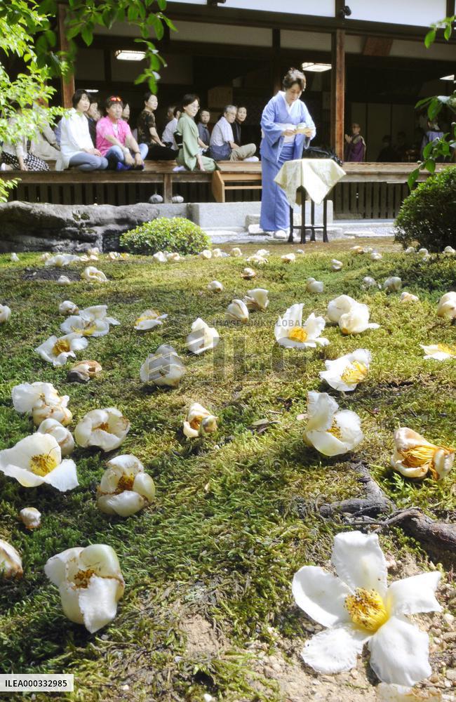 Stewertia flower event takes place in Kyoto