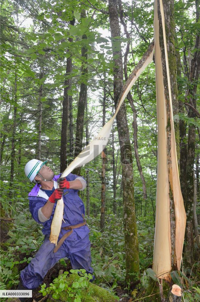 Bark for traditional Ainu textile collected in Hokkaido