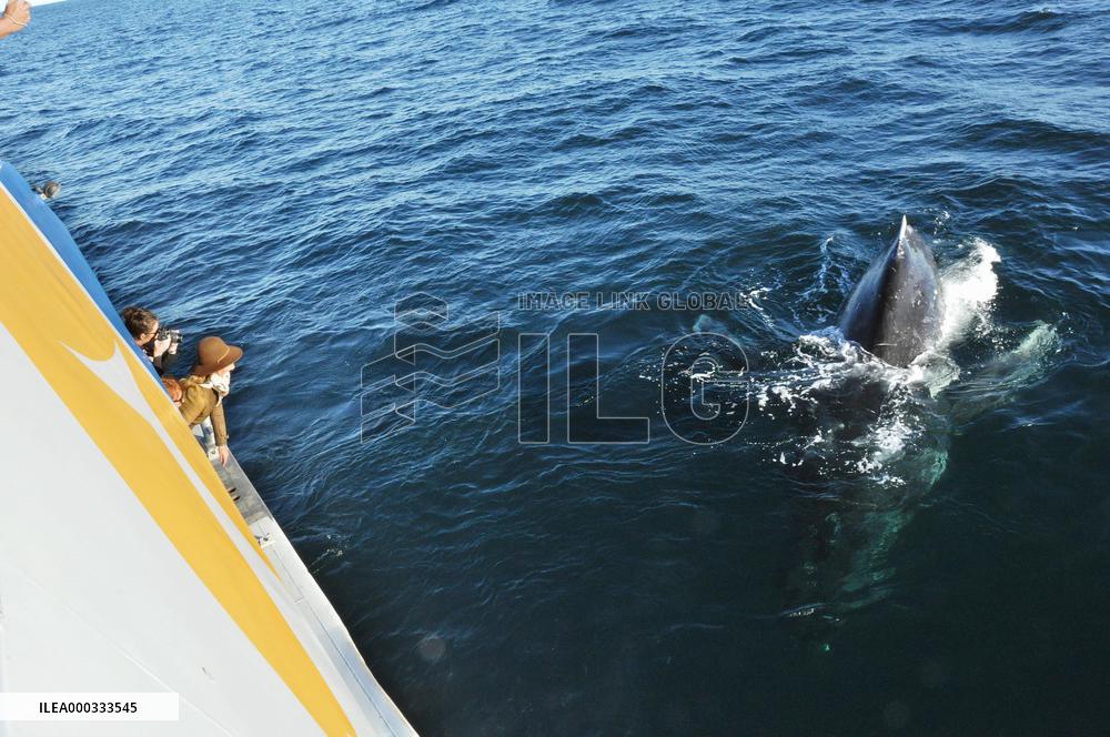 Whale watching off Sydney